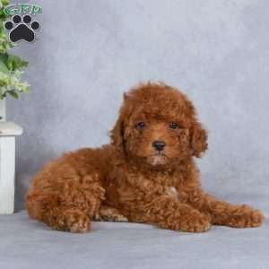 Winston, Miniature Poodle Puppy
